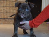 Chiots American Bully pocket à vendre