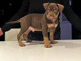 Chiots American Bully pocket à vendre