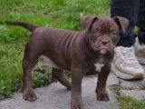 Chiots American Bully pocket à vendre