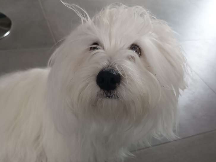 Recherche mâle Coton de Tuléar LOF pour saillie