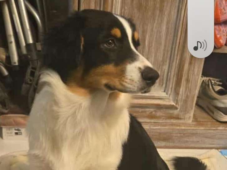 Chiot de race Berger Australien à vendre