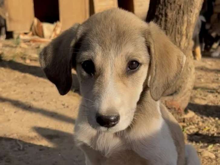Phia, chiot femelle à adopter en association