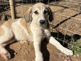 Phia, chiot femelle &agrave; adopter en association