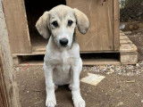 Phia, chiot femelle &agrave; adopter en association