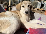 Phia, chiot femelle à adopter en association