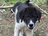 Tekki, chiot à à adopter