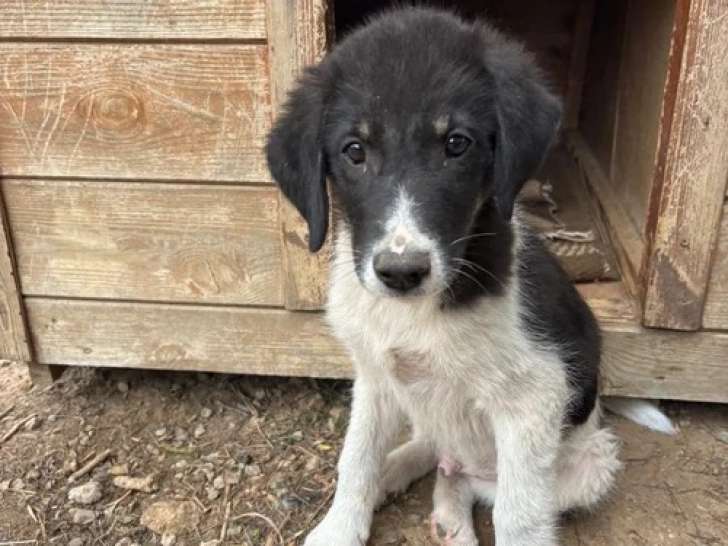 Tekki, chiot à à adopter