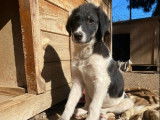 Tekki, chiot à à adopter