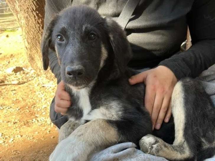 Millie, chiot à l'adoption