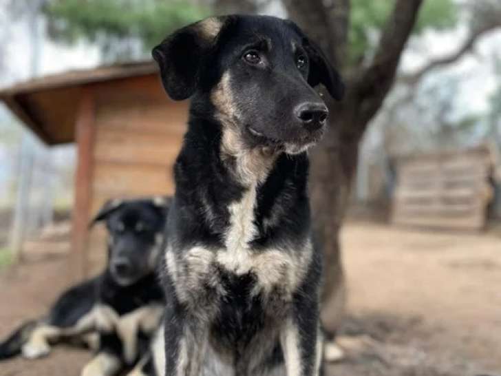 Millie, chiot à l'adoption