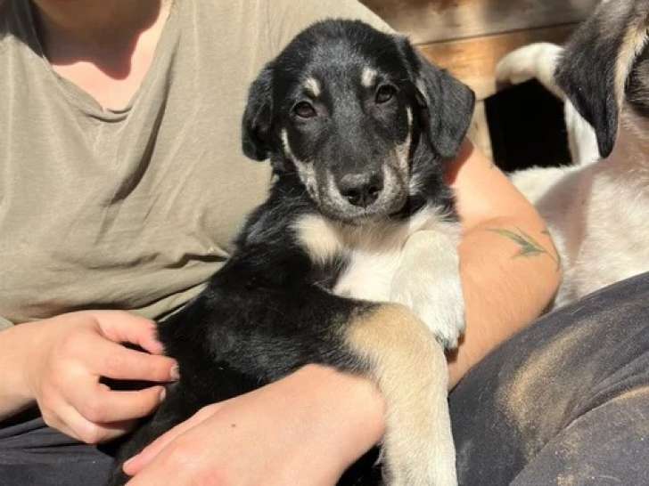 Poppy, chiot à l'adoption