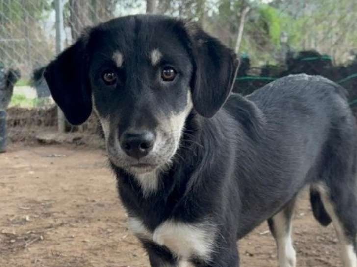 Poppy, chiot à l'adoption