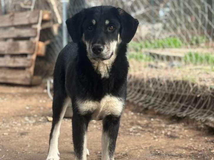 Poppy, chiot à l'adoption