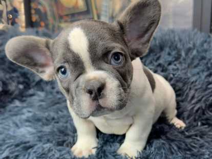 Chiots Bouledogue Français à vendre