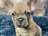 Chiots Bouledogue Français à vendre