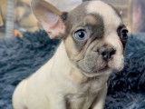 Chiots Bouledogue Français à vendre