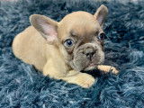 Chiots Bouledogue Français à vendre