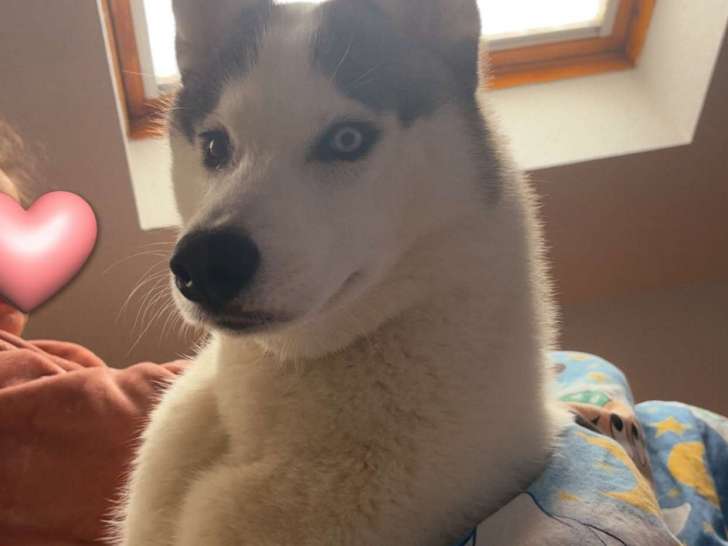Chiots Husky de Sibérie à vendre
