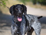 Sublime Braque Allemand de 1 an et demi à adopter