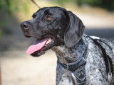 Sublime Braque Allemand de 1 an et demi à adopter