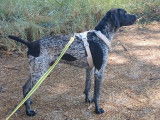 Sublime Braque Allemand de 1 an et demi à adopter