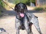 Sublime Braque Allemand de 1 an et demi à adopter