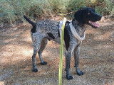 Sublime Braque Allemand de 1 an et demi à adopter