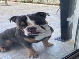 Mâle Bouledogue Anglais disponible pour saillie