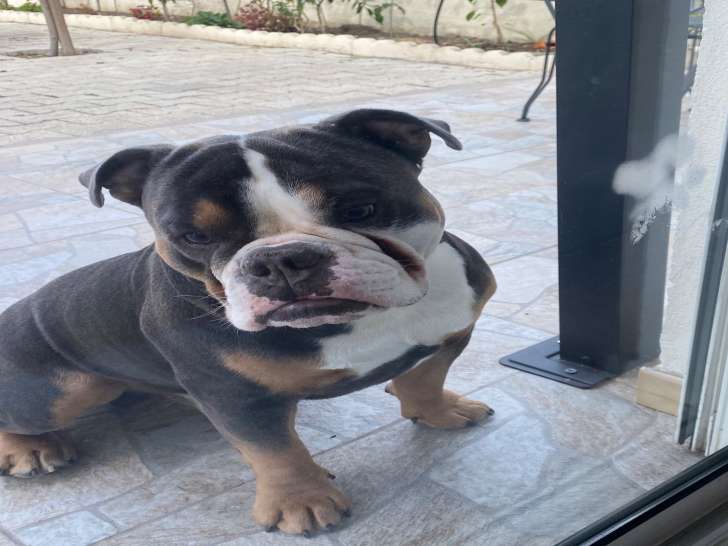 Mâle Bouledogue Anglais disponible pour saillie