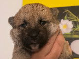 Chiots Shiba Inu LOF à vendre