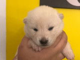 Chiots Shiba Inu LOF à vendre