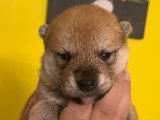 Chiots Shiba Inu LOF à vendre