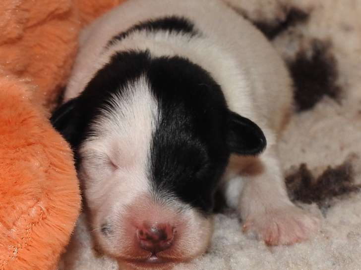 Chiots Fox Terrier à poil lisse LOF à vendre