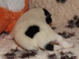 Chiots Fox Terrier à poil lisse LOF à vendre