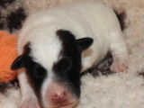 Chiots Fox Terrier à poil lisse LOF à vendre