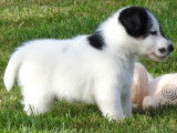 Chiots Fox Terrier à poil lisse LOF à vendre