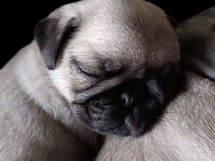 Chiots de race Carlin à vendre (2 femelles & 4 mâles)