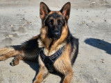 Recherche femelle Berger Allemand pour saillie