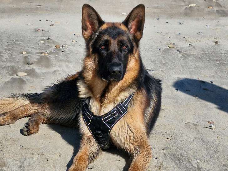 Recherche femelle Berger Allemand pour saillie