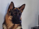 Recherche femelle Berger Allemand pour saillie