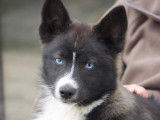Chiot Pomsky F3 à vendre