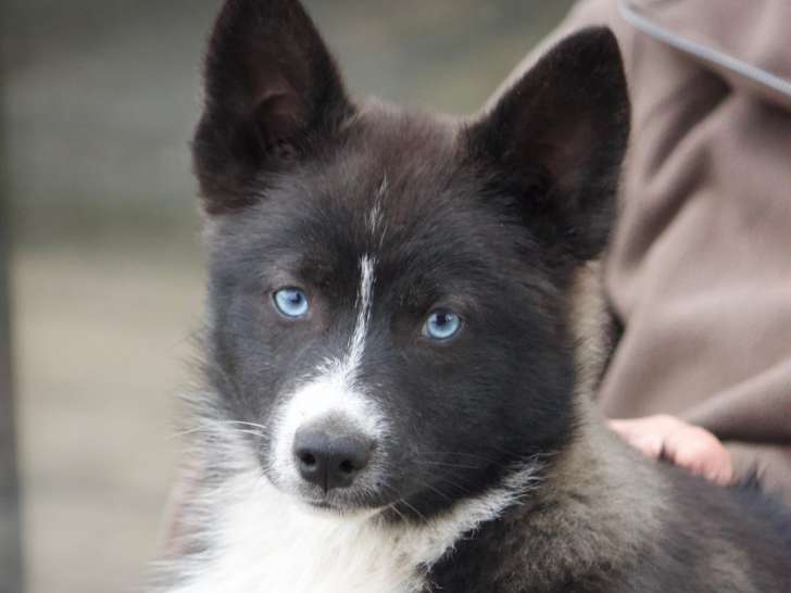 Chiot Pomsky F3 à vendre