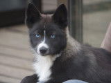 Chiot Pomsky F3 à vendre