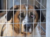 Belle Mastine de 8 ans, fidèle et très attachante, à adopter