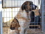 Belle Mastine de 8 ans, fidèle et très attachante, à adopter