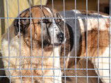 Belle Mastine de 8 ans, fidèle et très attachante, à adopter