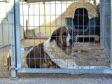 Belle Mastine de 8 ans, fidèle et très attachante, à adopter