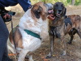Belle Mastine de 8 ans, fidèle et très attachante, à adopter