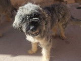 Daryl, magnifique Berger Espagnol de 1 an et demi à adopter