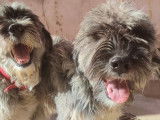 Daryl, magnifique Berger Espagnol de 1 an et demi à adopter
